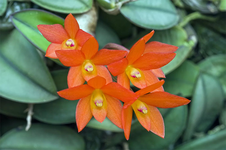 Brazilian Orchid (Sophronitis spp.)