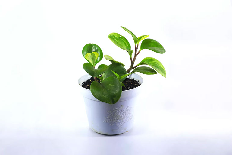 Baby Rubber Plant (Peperomia obtusifolia)