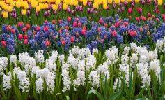 ۶ گل پیازی برای بهاری پر گل