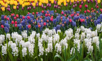 ۶ گل پیازی برای بهاری پر گل