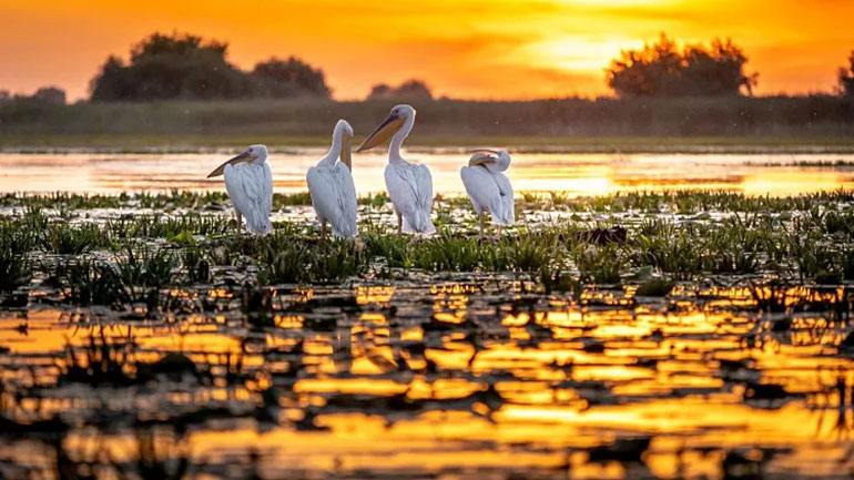 Romania’s Danube Delta is a paradise for birdwatchers.Canva