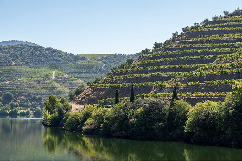 Vineyards on the banks of a river in the Douro Vallery, PortugalCanva