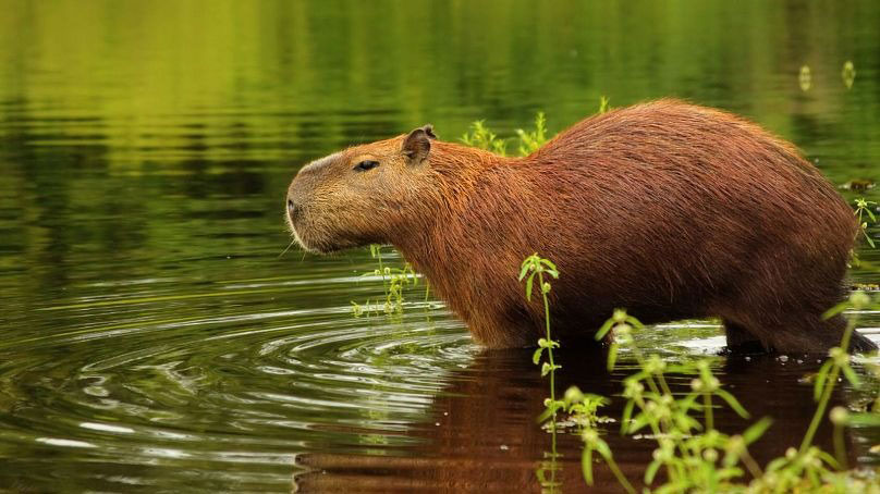 Brazil's national parks are home to some of the most curious-looking animals on the planet - including capybaras.Canva