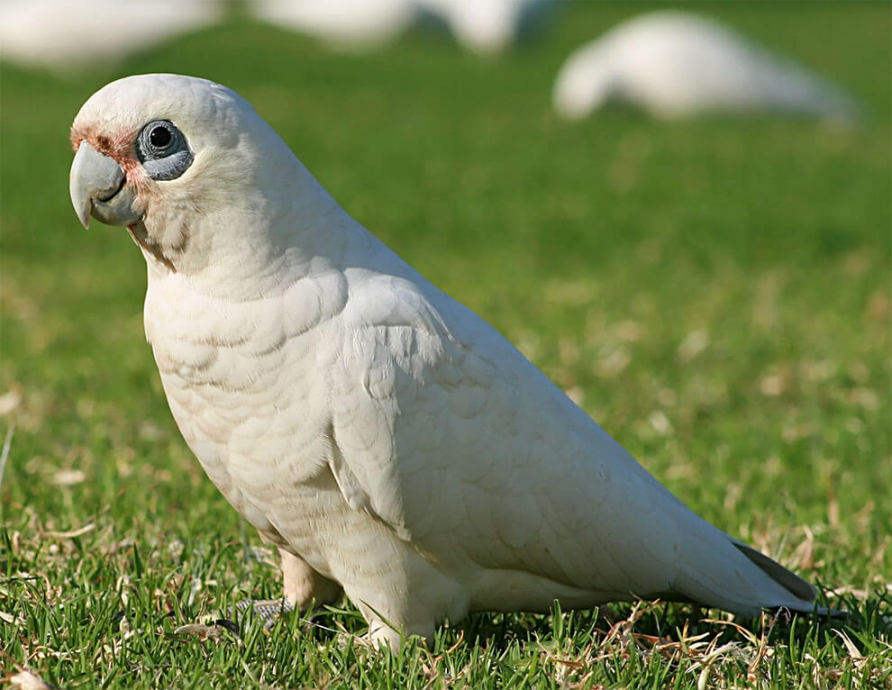 Bare-Eyed Cockatoo