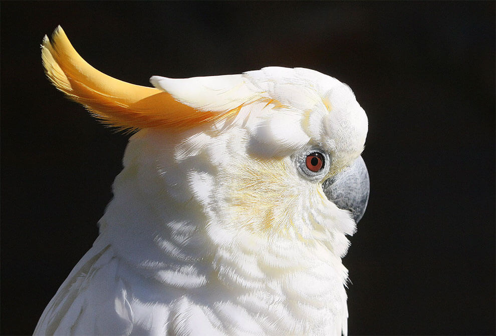 Citron Cockatoo