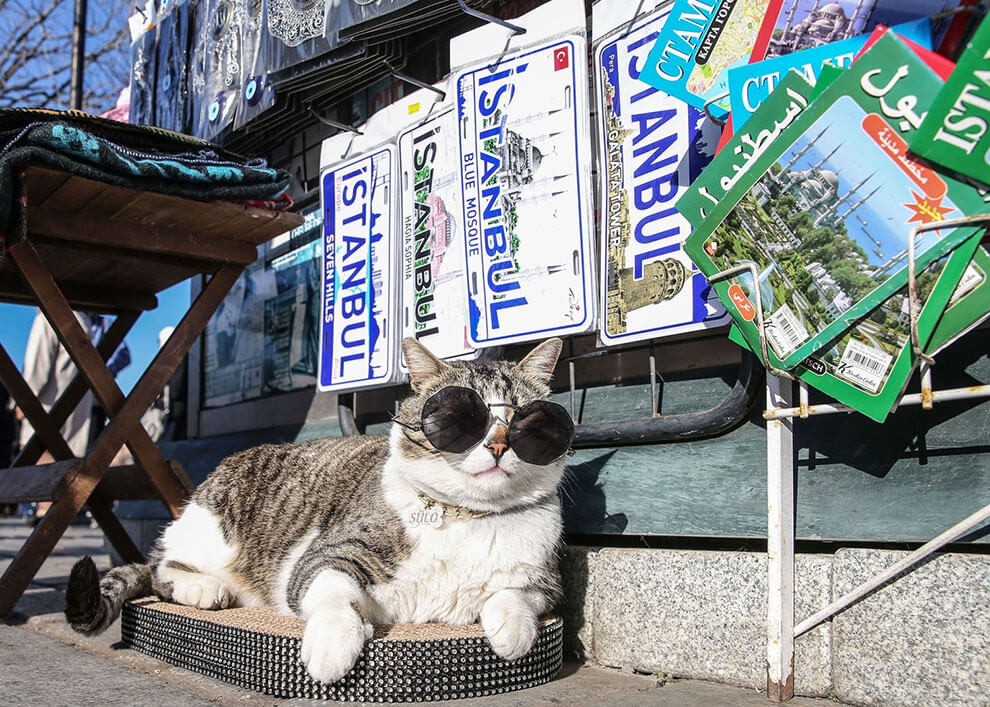 گربه‌ای به نام سولو در ۳۰ دسامبر ۲۰۲۲ بیرون از مغازه‌ای در میدان سلطان احمد استانبول در ترکیه استراحت می‌کند.