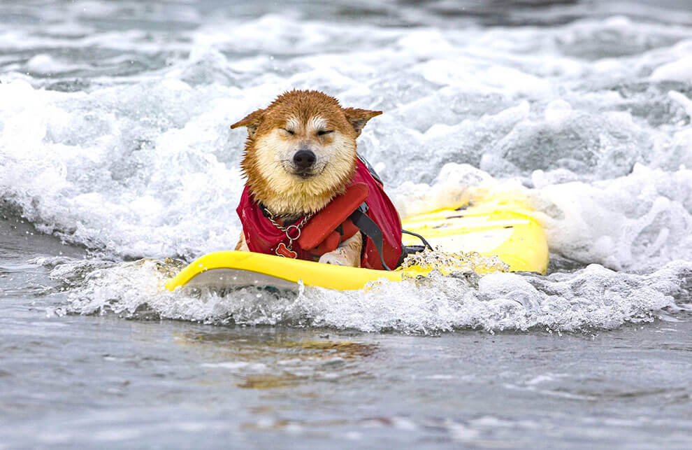 سگ‌های موج‌سواری در هجدهمین دوره سالانه Surf Dog Surf-A-Thon مرکز حیوانات هلن وودوارد در ساحل دل مار داگ، در 10 سپتامبر 2023، در دل مار، کالیفرنیا، رقابت می‌کنند.