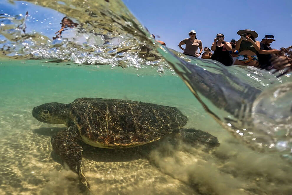 مردم برای تماشای لاک پشت دریایی رها شده در دریای مدیترانه در ساحل بیت یانای اسرائیل، در روز جهانی لاک پشت دریایی، ۱۶ ژوئن ۲۰۲۳ گرد هم می‌آیند.