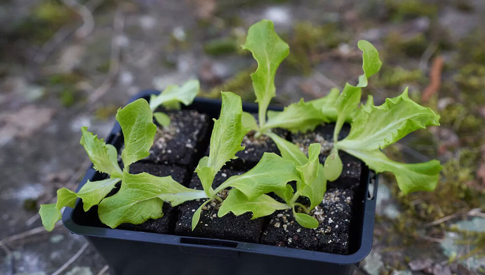 Lettuce seedlings ready to be transplanted annick vanderschelden photography / Getty Images