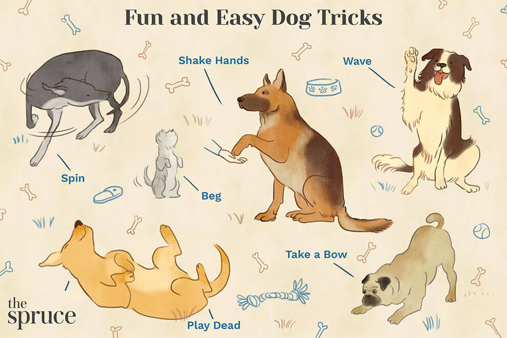 آموزش به سگ