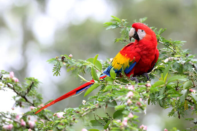 Macaws دنیای باشکوه ماکائوها