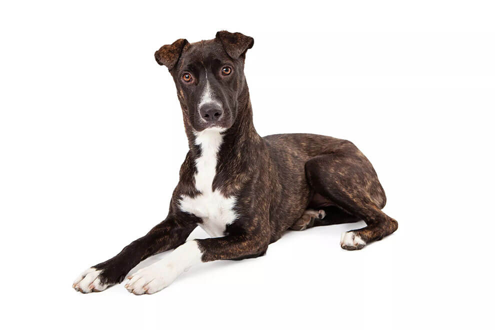 mountain-cur-full-profile-history-and-care