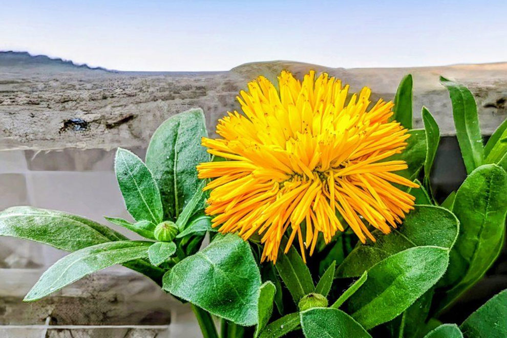 plants-in-dry-landscapes-have-surprising-diversity