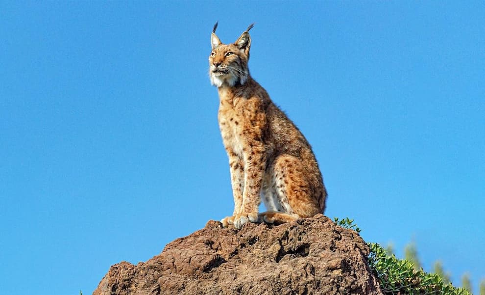 سیاه‌گوش ایبری