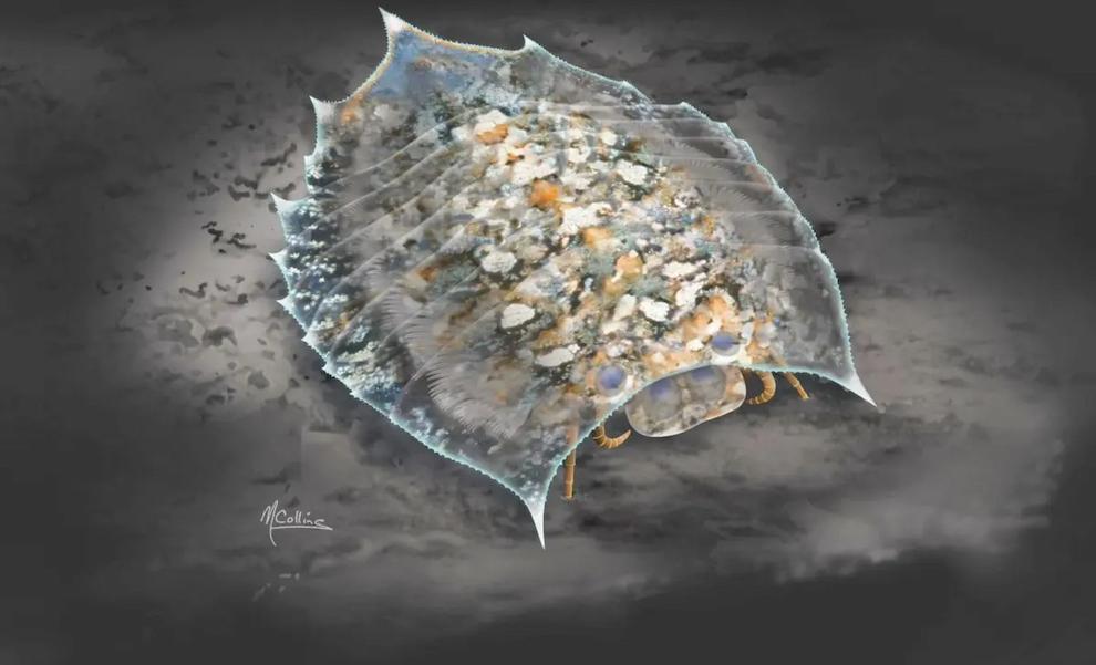 فسیل کامبرین