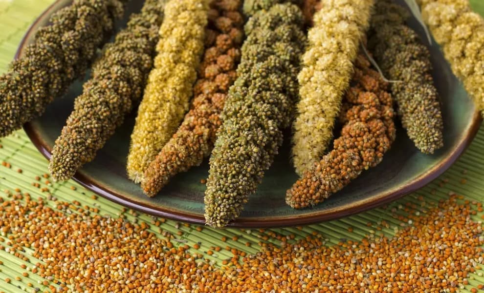کشت ارزن