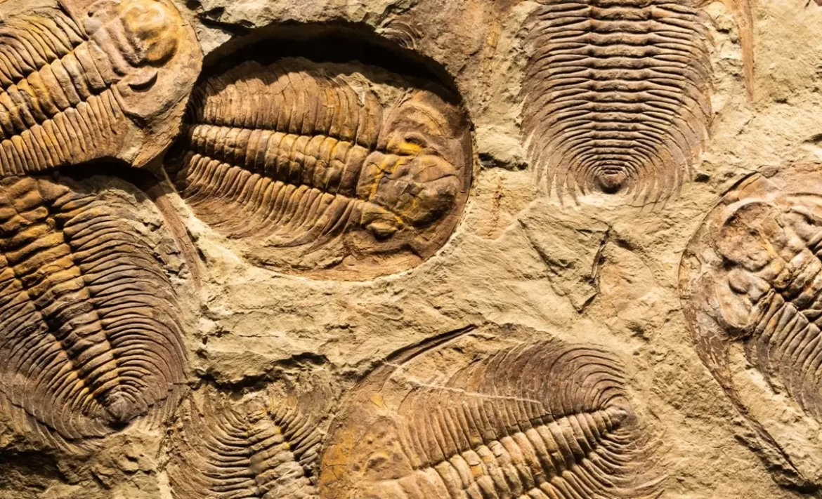 انفجار کامبرین