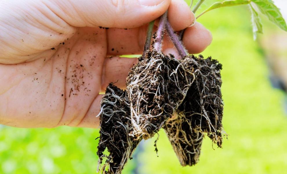 تنفس گیاهان