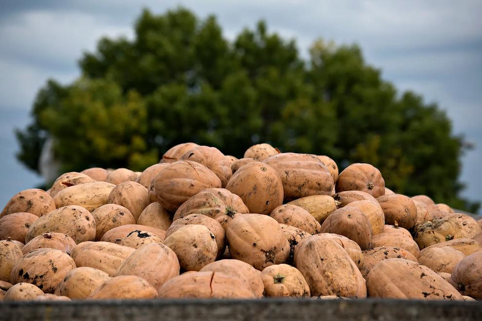 پایتخت جهانی کدو تنبل