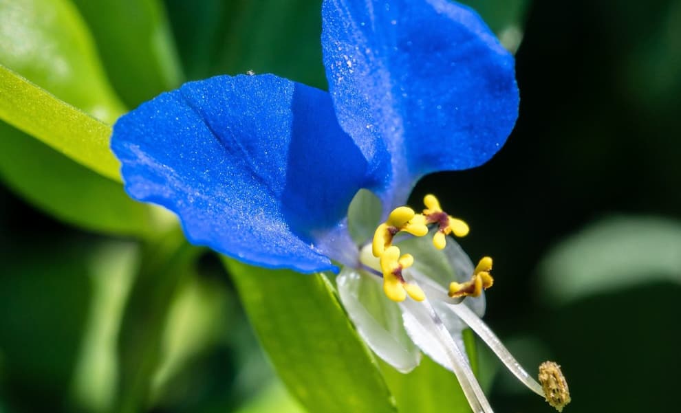 گیاهان وحشی