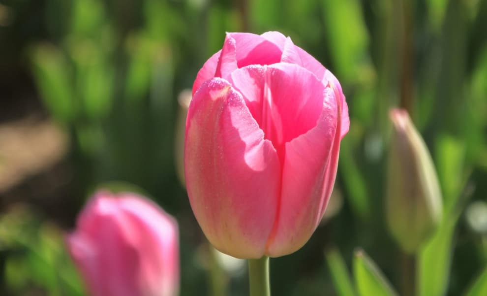 گلبرگ‌های براق