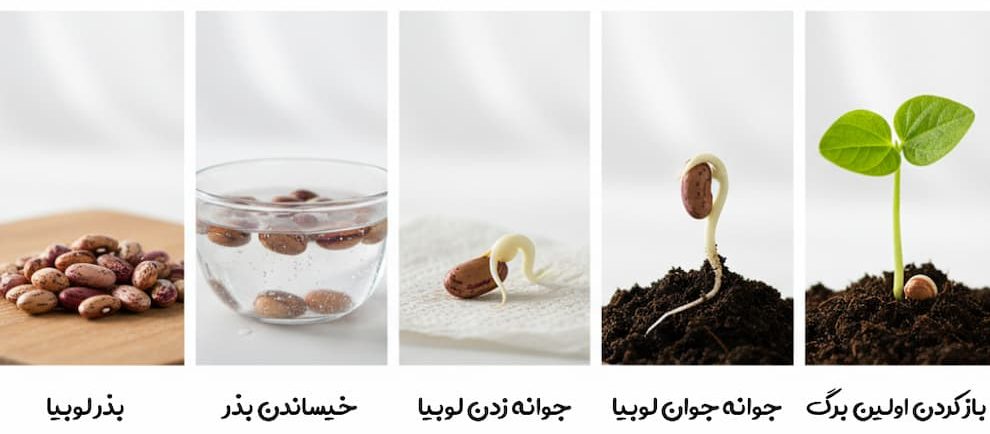 مراحل کاشت لوبیا چیتی برای مدرسه