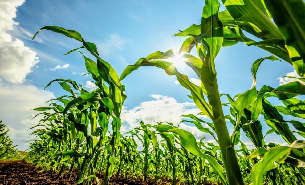 رژیم غذایی ذرت