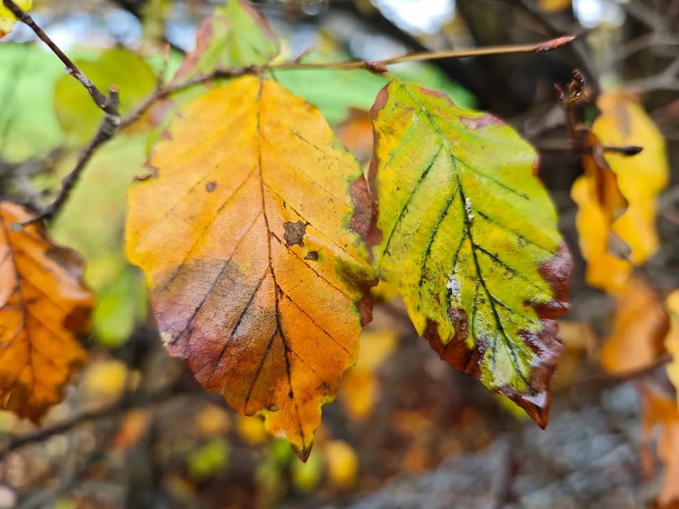 Poco-F8-Ultra-camera-samples-leaves