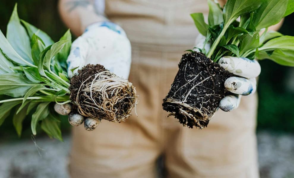 تقویت گیاهان با پوست موز