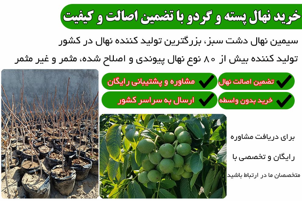 خرید نهال گردو