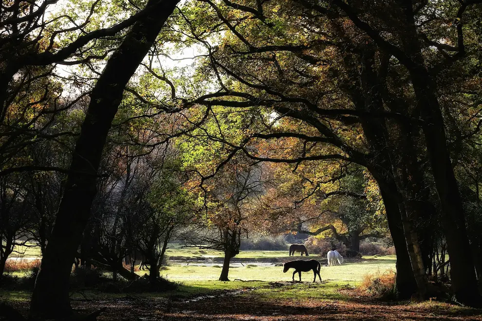 The New Forest in the south of England, known for its wild ponies, is particularly beautiful in the autumn Richard Loader/Unsplash