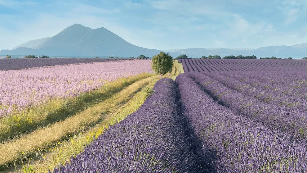 Provence's iconic lavender fields can be explored by bike on a relatively easy route Thomas Despeyroux/Unsplash